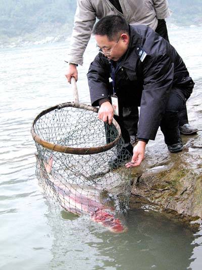 渔政工作人员将治疗后的胭脂鱼放入水池中