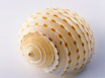 sea shell 2.jpg