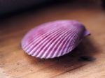 紫色的贝壳哦～～～