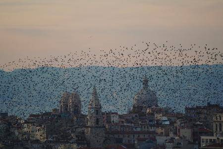 2006年12月18日，法国海港马赛，一群欧洲椋鸟(欧洲八哥)城市上空飞翔。