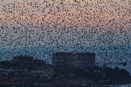 欧洲八哥掠过法国马赛上空，鸟群遮天盖日