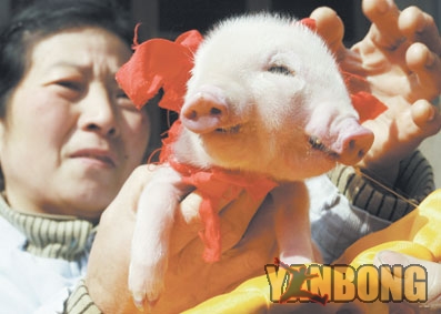 双面猪宝宝模样很罕见 首席记者阮班慧摄