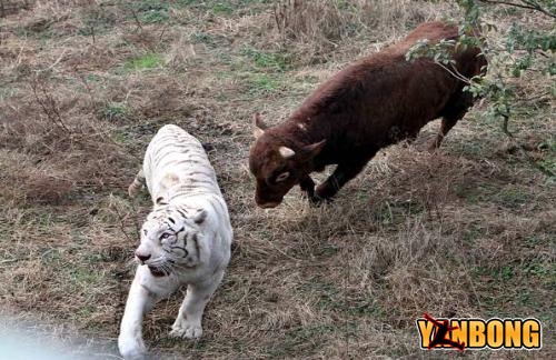 cow vs tiger 03.jpg