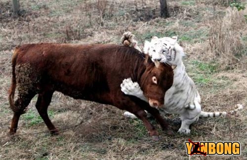 cow vs tiger 01.jpg