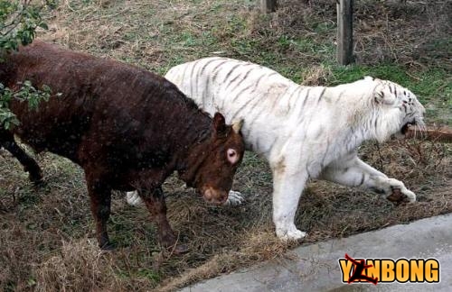 cow vs tiger 04.jpg